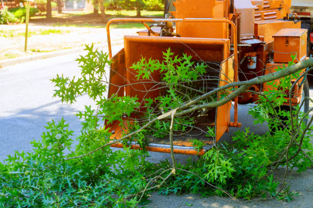 Grass Overseeding in Navy, VA