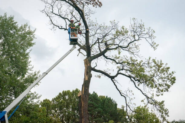 Reliable Navy, VA Tree Care Services Solutions